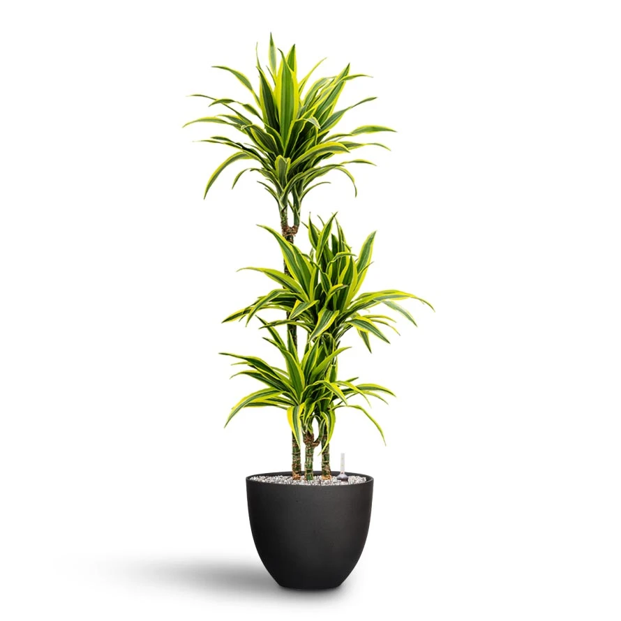 Dracaena Lemon Lime - Multi Stem - HydroCare 9 Dracaena Lemon Lime - Multi Stem - HydroCare - Image 7