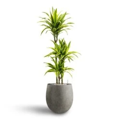 Dracaena Lemon Lime - Multi Stem - HydroCare 28 Dracaena Lemon Lime - Multi Stem - HydroCare -Hortology Plants Shop Dracaena Lemon lime Multi Stem Hydroculture 21 20 x 125cm Grigio Balloon Plant Pot Natural Concrete 30 x 30 cm