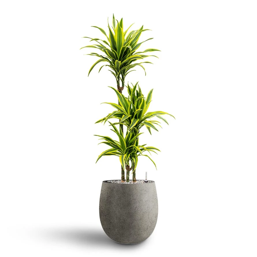 Dracaena Lemon Lime - Multi Stem - HydroCare 11 Dracaena Lemon Lime - Multi Stem - HydroCare - Image 9