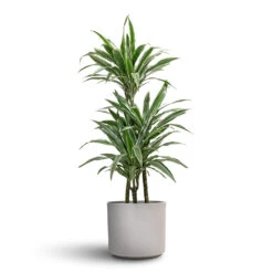 Leon Plant Pot - Cement -Hortology Plants Shop Dracaena deremensis Warneckii Multi Stem 21x105cm 3 stems Leon Plant Pot Cement 28x24cm 1