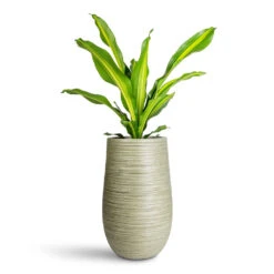 Dracaena Fragrans Burley 24 Dracaena Fragrans Burley -Hortology Plants Shop Dracaena frag. Burley 14x40cm Dune Partner Planter Pistachio 25x40cm 14f06221 d2a1 43d6 8e5e 2d59240a6d56
