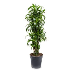 Dracaena Fragrans Dorado - Branched 22 Dracaena Fragrans Dorado - Branched -Hortology Plants Shop Dracaena frag. Dorado Branched 30x130cm