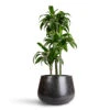 Dracaena Fragrans Dorado - Multi Stem 1 Dracaena Fragrans Dorado - Multi Stem -Hortology Plants Shop Dracaena frag. Dorado Multi Stem 21x95cm 3 stems Terrazzo Darcy Planter Black 37x32cm