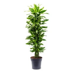 Dracaena Fragrans Golden Coast - Branched 19 Dracaena Fragrans Golden Coast - Branched -Hortology Plants Shop Dracaena frag. Golden Coast Branched 31x140cm