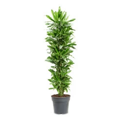 Dracaena Fragrans Golden Coast - Branched 18 Dracaena Fragrans Golden Coast - Branched -Hortology Plants Shop Dracaena frag. Golden Coast Branched 34x170cm