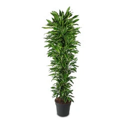 Dracaena Fragrans Golden Coast - Branched 20 Dracaena Fragrans Golden Coast - Branched -Hortology Plants Shop Dracaena frag. Golden Coast Branched 40x220cm