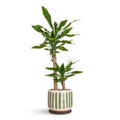 Dracaena Fragrans Golden Coast - Multi Stem 25 Dracaena Fragrans Golden Coast - Multi Stem -Hortology Plants Shop Dracaena frag. Golden Coast Multi Stem 7x70cm 2 stems Stripe Pot Green 21x18cm