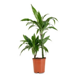 Dracaena Fragrans Janet Craig - Multi Stem -Hortology Plants Shop Dracaena frag. Janet Craig Multi Stem 19x90cm 2 stems