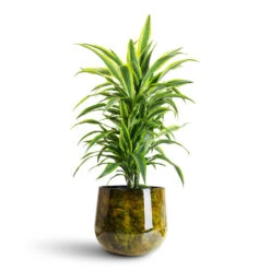Emmie Metal Plant Pot - Mystic Yellow 16 Emmie Metal Plant Pot - Mystic Yellow -Hortology Plants Shop Dracaena frag. Lemon Lime Branched 24x90cm Emmie Metal Pot Mystic Yellow 31x25cm