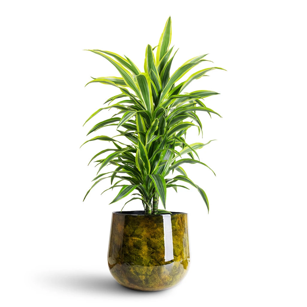 Emmie Metal Plant Pot - Mystic Yellow 7 Emmie Metal Plant Pot - Mystic Yellow - Image 5