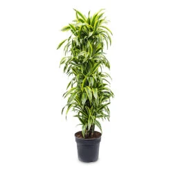 Dracaena Fragrans Lemon Lime - Branched -Hortology Plants Shop Dracaena frag. Lemon Lime Branched 34 x 160cm