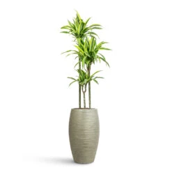 Dune Emperor Planter - Pistachio -Hortology Plants Shop Dracaena frag. Lemon Lime Multi Stem 24x140cm 3 stems Dune Emporer Planter Pistachio 37x60cm 1