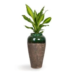 Lindy Bottle Plant Vase - Black Green 10 Lindy Bottle Plant Vase - Black Green -Hortology Plants Shop Dracaena fragrans Burley 14x40cm Lindy Bottle Plant Vase Black Green 28x50cm b5d9cc82 e6aa 4ca1 9f4f 7f16ea3a459b