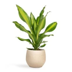 Dracaena Fragrans Burley 26 Dracaena Fragrans Burley -Hortology Plants Shop Dracaena fragrans Burley 14x40cm Ryan Plant Pot Sand Gold 18x16cm