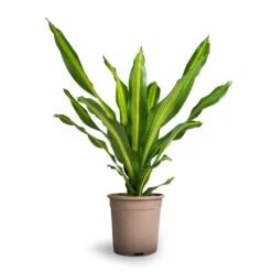 Dracaena Fragrans Burley 29 Dracaena Fragrans Burley -Hortology Plants Shop Dracaena fragrans Burley 24x100cm