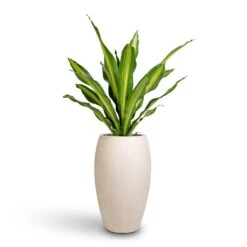 Dracaena Fragrans Burley 28 Dracaena Fragrans Burley -Hortology Plants Shop Dracaena fragrans Burley 24x100cm Raindrop Tall Balloon Planter Stone 37x60cm 28687b80 e0f2 4571 b50f c08428dfec3e