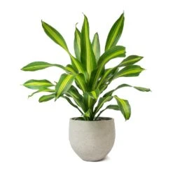 Dracaena Fragrans Burley 32 Dracaena Fragrans Burley -Hortology Plants Shop Dracaena fragrans Burley Mini Orb Kevan Plant Pot Grey Washed
