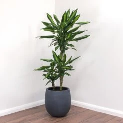 Dracaena Fragrans Cintho - Multi Stem 17 Dracaena Fragrans Cintho - Multi Stem -Hortology Plants Shop Dracaena fragrans Cintho Balloon Plant Pot Natural Concrete