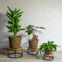 Selin Plant Basket - Camel 12 Selin Plant Basket - Camel -Hortology Plants Shop Dracaena fragrans Cintho Branched Alocasia Yucatan Princess Elephant Ear Aeschynanthus Rasta Lipstick Plant Selin Plant Basket Camel
