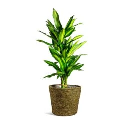 Selin Plant Basket - Camel 16 Selin Plant Basket - Camel -Hortology Plants Shop Dracaena fragrans Cintho Branched selin Plant Basket Camel plant pot d1ea73b4 0eca 47fe a745 93689c517c5c