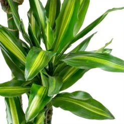Dracaena Cintho - Branched - HydroCare 19 Dracaena Cintho - Branched - HydroCare -Hortology Plants Shop Dracaena fragrans Cintho Leaves ab958d53 bedb 408c 85ce 6af32735502a