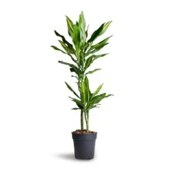 Dracaena Fragrans Cintho - Multi Stem 13 Dracaena Fragrans Cintho - Multi Stem -Hortology Plants Shop Dracaena fragrans Cintho Multi Stem 19x100cm 2stems 1