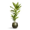 Dracaena Fragrans Cintho - Multi Stem -Hortology Plants Shop Dracaena fragrans Cintho Multi Stem 19x100cm 2stems Noor Plant Pot Velvet Green 27x25cm 5f100175 22f6 4ca7 8572 6cd7b19c688a