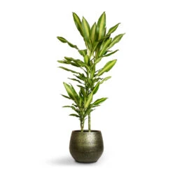 Dracaena Fragrans Cintho - Multi Stem