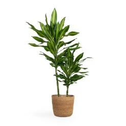 Dracaena Fragrans Cintho - Multi Stem 15 Dracaena Fragrans Cintho - Multi Stem -Hortology Plants Shop Dracaena fragrans Cintho Multi Stem 19x80cm 2stems Igmar Plant Basket Natural 26x23cm