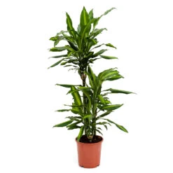 Dracaena Fragrans Cintho - Multi Stem 18 Dracaena Fragrans Cintho - Multi Stem -Hortology Plants Shop Dracaena fragrans Cintho Multi Stem