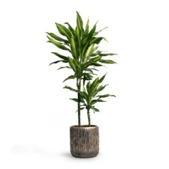 Dracaena Fragrans Cintho - Multi Stem 14 Dracaena Fragrans Cintho - Multi Stem -Hortology Plants Shop Dracaena fragrans Cintho MultiStem 19x80cm Plant Pot Luxe Lite Waterfall Cylinder Planter Bronze 23x22 1