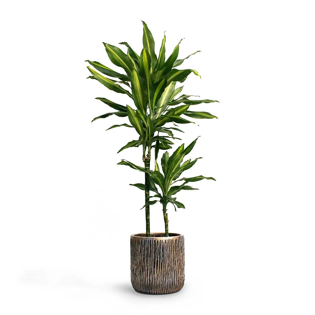 Luxe Lite Waterfall Cylinder Planter - Bronze 7 Luxe Lite Waterfall Cylinder Planter - Bronze - Image 5