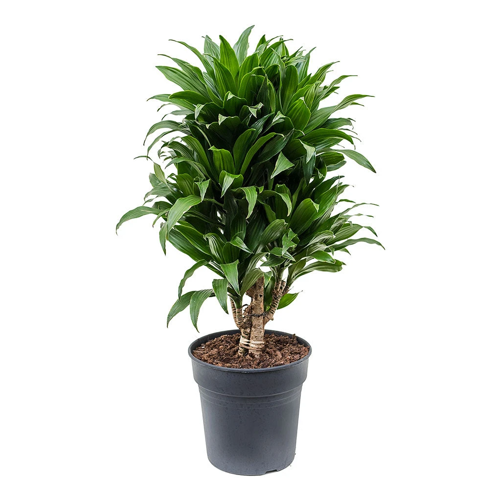Dracaena Fragrans Compacta - Branched 8 Dracaena Fragrans Compacta - Branched - Image 6