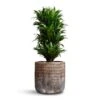 Dracaena Fragrans Compacta - Branched 2 Dracaena Fragrans Compacta - Branched -Hortology Plants Shop Dracaena fragrans Compacta Branched 24x75cm Luxe Lite Comet Cylinder Planter Bronze 33x31cm