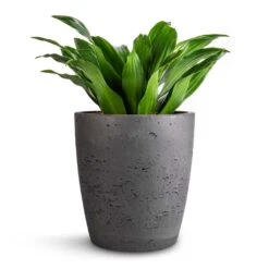 Dracaena Fragrans Compacta - Head 14 Dracaena Fragrans Compacta - Head -Hortology Plants Shop Dracaena fragrans Compacta Head 12x25cm Gerben Plant Pot Black Washed 15x16cm