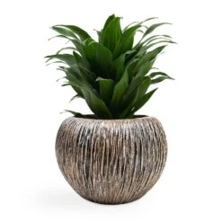 Luxe Lite Waterfall Globe Planter - Bronze -Hortology Plants Shop Dracaena fragrans Compacta Head 12x25cm Luxe Lite Waterfall Globe Planter Bronze 28x20cm d7be6fe1 957c 4ec7 99ab 3e349d978411