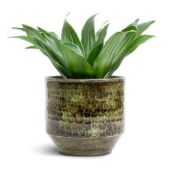 Sanna Plant Pot - Moss Green -Hortology Plants Shop Dracaena fragrans Compacta Head 12x25cm Sanna Plant Pot Moss Green 15x13cm c86a134c 63e0 4575 9be0 83293b98281f