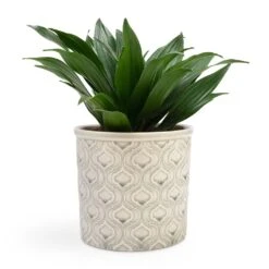 Dracaena Fragrans Compacta - Head 18 Dracaena Fragrans Compacta - Head -Hortology Plants Shop Dracaena fragrans Compacta Head 12x25cm Venetian Plant Pot Grey 16x14cm
