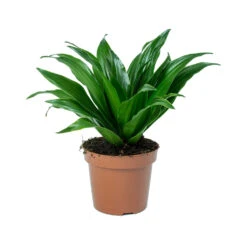 Dracaena Fragrans Compacta - Head 15 Dracaena Fragrans Compacta - Head -Hortology Plants Shop Dracaena fragrans Compacta Head