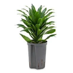 Dracaena Fragrans Compacta - Head - HydroCare 8 Dracaena Fragrans Compacta - Head - HydroCare -Hortology Plants Shop Dracaena fragrans Compacta Head HydroCare 18 19x35cm