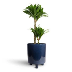 Dracaena Fragrans Compacta - Multi Stem -Hortology Plants Shop Dracaena fragrans Compacta Multi Stem 17x55cm 2 stems Pisa Plant Pot Navy 20x24cm