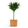 Dracaena Fragrans Compacta - Single Stem -Hortology Plants Shop Dracaena fragrans Compacta Single Stem 17x65cm Hadleigh Plant Pot Amber 20x17.5cm