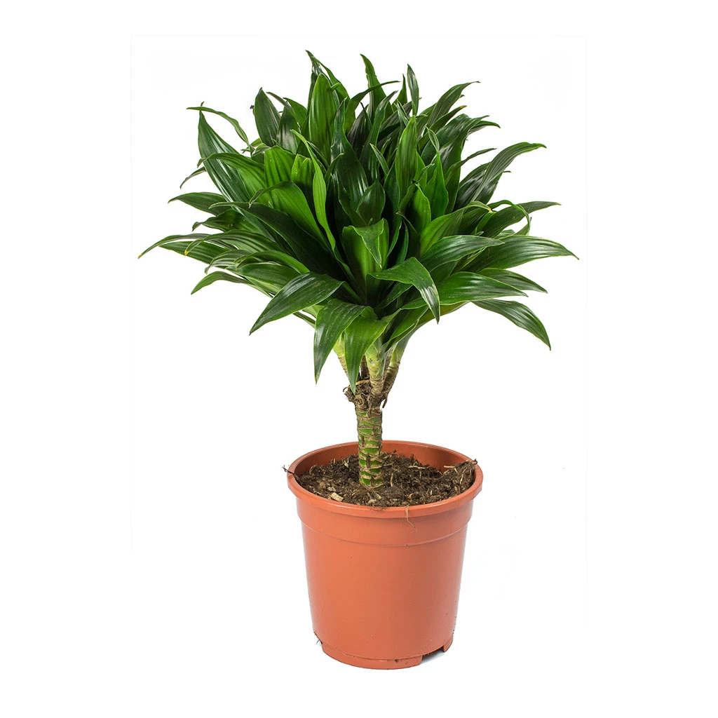 Dracaena Fragrans Compacta - Single Stem 5 Dracaena Fragrans Compacta - Single Stem - Image 3