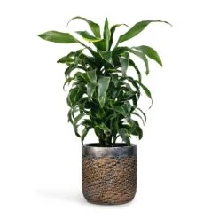 Dracaena Fragrans Dorado - Branched 16 Dracaena Fragrans Dorado - Branched -Hortology Plants Shop Dracaena fragrans Dorado Branched 21x70cm Plant Pot Luxe Lite Layer Cylinder Planter Bronze 28x27cm
