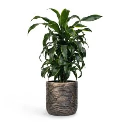 Dracaena Fragrans Dorado - Branched 19 Dracaena Fragrans Dorado - Branched -Hortology Plants Shop Dracaena fragrans Dorado Branched 21x70cm Plant Pot Luxe Lite Wrinkle Cylinder Planter Bronze 28x27cm