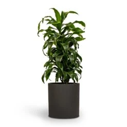 Dracaena Fragrans Dorado - Branched 20 Dracaena Fragrans Dorado - Branched -Hortology Plants Shop Dracaena fragrans Dorado Branched 21x70cm Pot Max Refined Planter 29x29.5cm 2 814c9cca 14d7 4ebb 9b15 2f8d14bfad60