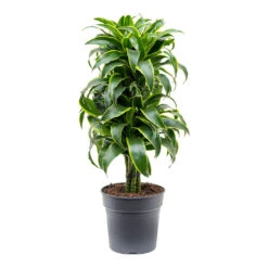 Dracaena Fragrans Dorado - Branched 15 Dracaena Fragrans Dorado - Branched -Hortology Plants Shop Dracaena fragrans Dorado Branched