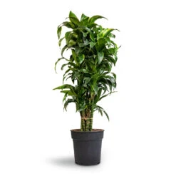 Dracaena Fragrans Dorado - Branched 17 Dracaena Fragrans Dorado - Branched -Hortology Plants Shop Dracaena fragrans Dorado Branched 27x110cm