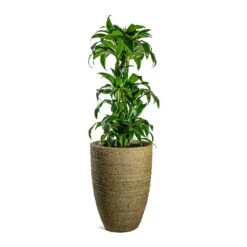 Ben Plant Pot - Straw Grass -Hortology Plants Shop Dracaena fragrans Dorado Branched Ben Plant Pot Straw Grass 41fd72bd fecb 4792 984f 971c4e8cc9c3