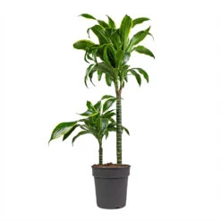 Dracaena Fragrans Dorado - Multi Stem 13 Dracaena Fragrans Dorado - Multi Stem -Hortology Plants Shop Dracaena fragrans Dorado Multi Stem 19x80cm 2 stems